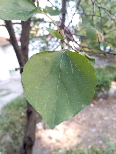 apricot