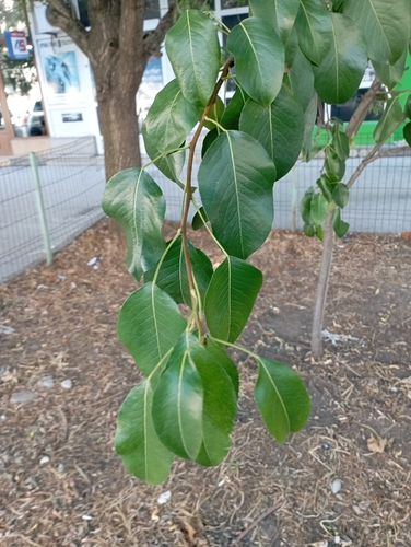 Common Pear