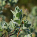 Salix lanata - Photo (c) Chris McCreedy, todos los derechos reservados, uploaded by Chris McCreedy