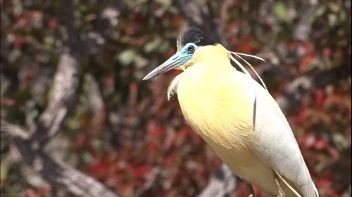 Capped Heron
