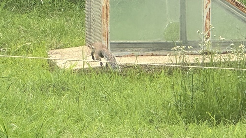 Striped Ground Squirrel