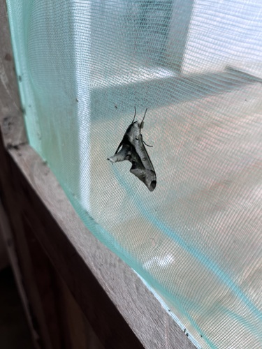 Oplerclanis rhadamistus