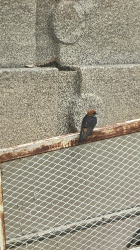 Lesser Striped Swallow