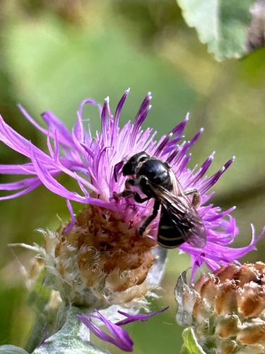 Lasioglossum normale