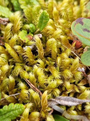 Hasenpfötchen (Rhytidium rugosum) · iNaturalist