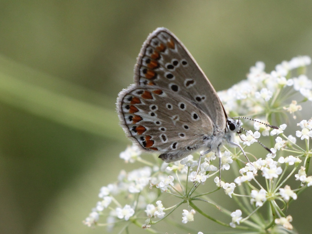 연푸른부전나비 from Таращанський район... by Liubov Ilminska · iNaturalist 연푸른부전나비 (Polyommatus icarus)