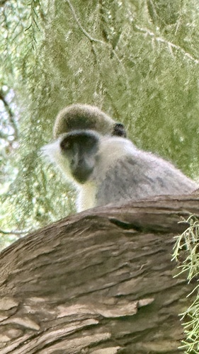 Grivet Monkey