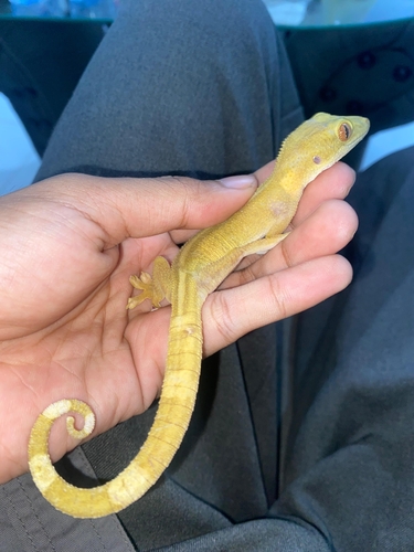 Lined Gecko — seen at this dive site