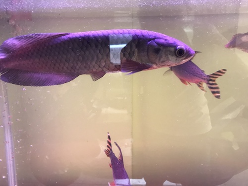 African Arowana