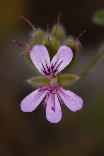 rose-scented geranium