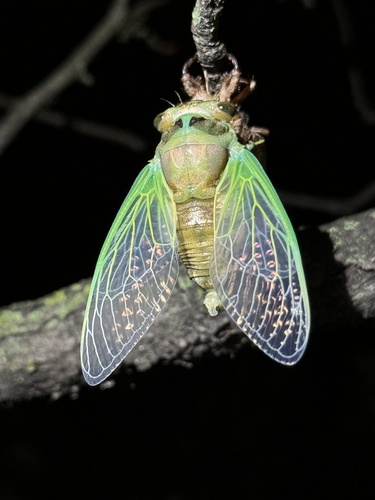 Swamp Cicada