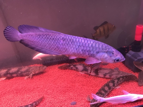 African Arowana