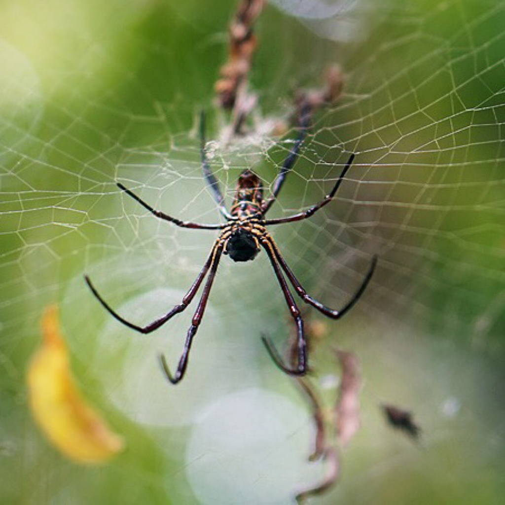 Giant Golden Orbweaver from Singapore on June 09, 2019 by beylisme ...