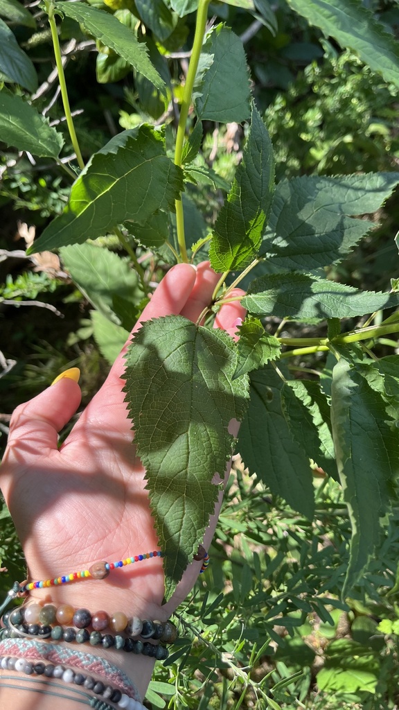 late figwort from Washington University Tyson Research Center, Eureka ...