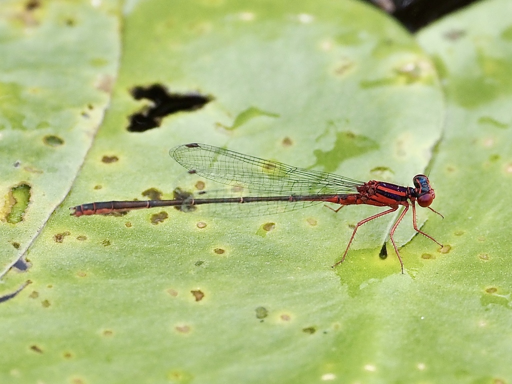 scarlet bluet