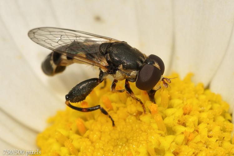 Thick-headed fly