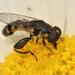 黃環粗股蚜蠅 - Photo 由 Henk Wallays 所上傳的 (c) Henk Wallays，保留所有權利