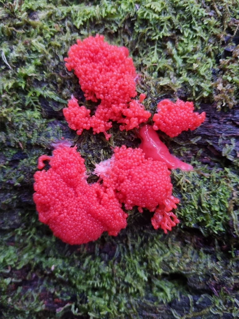 Red Raspberry Slime Mold From Warburton VIC 3799 Australia On August 2 red-raspberry-slime-mold-from-warburton-vic-3799-australia-on-august-2