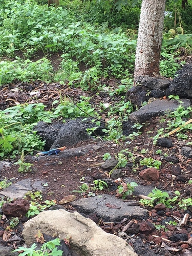 Cameroon Rainbow Agama