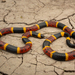 Serpiente Coralillo Arlequín - Photo (c) Benjamin Genter, todos los derechos reservados