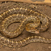 Arizona elegans - Photo (c) Benjamin Genter, kaikki oikeudet pidätetään