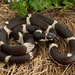 Lampropeltis getula - Photo (c) Benjamin Genter, kaikki oikeudet pidätetään