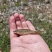 Sevier River Speckled Dace - Photo (c) operculum_ben, all rights reserved, uploaded by operculum_ben