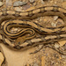 Trans-pecos Ratsnake - Photo (c) Benjamin Genter, all rights reserved