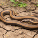 Black-striped Snake - Photo (c) Benjamin Genter, all rights reserved