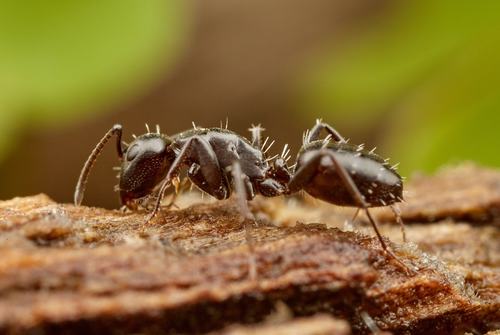 Camponotus klugiiCamponotus klugii