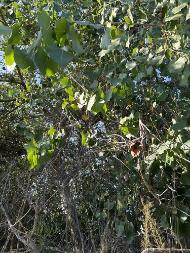 iNaturalist observation photo of Frémont Cottonwood