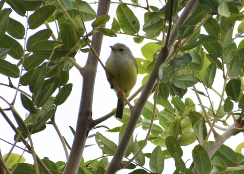 Senegal Eremomela