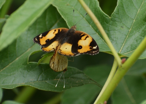 Yellow Pansy