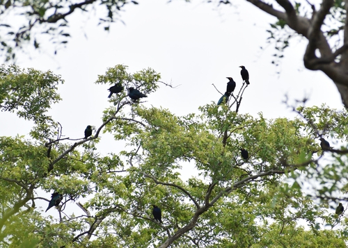 Purple Starling
