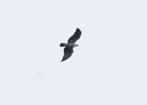 Ayres's Hawk-Eagle