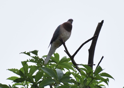 Laughing Dove