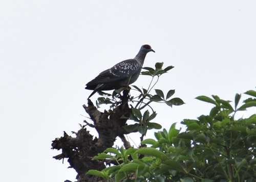 Speckled Pigeon