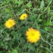 Pilosella ×stoloniflora - Photo (c) mohonk2000, όλα τα δικαιώματα διατηρούνται