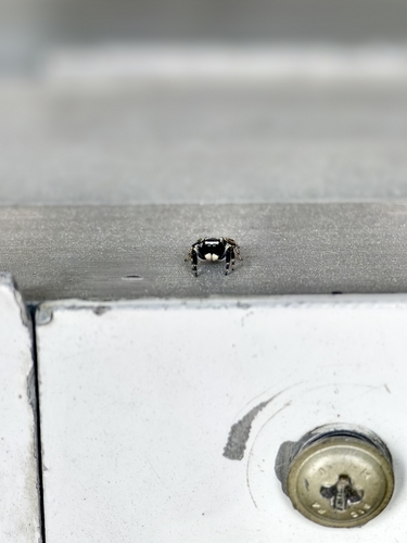 White-eyebrowed Jumping Spider