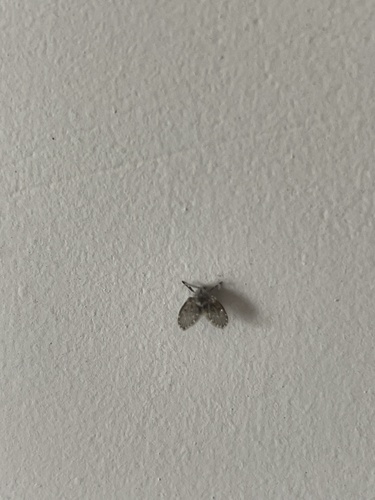 Bathroom Moth Fly