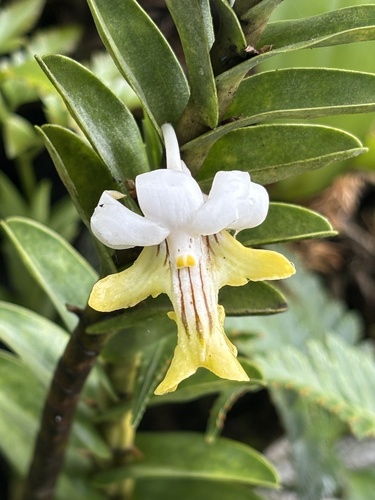 Uniflorum Orchid
