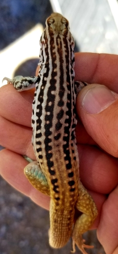 Rusty-rumped Whiptail