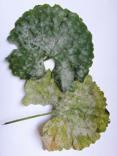 Erysiphe alliariicola