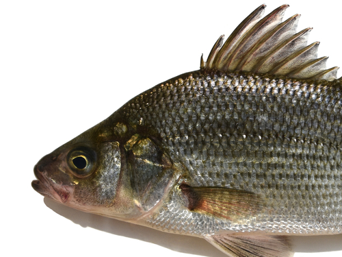White Perch