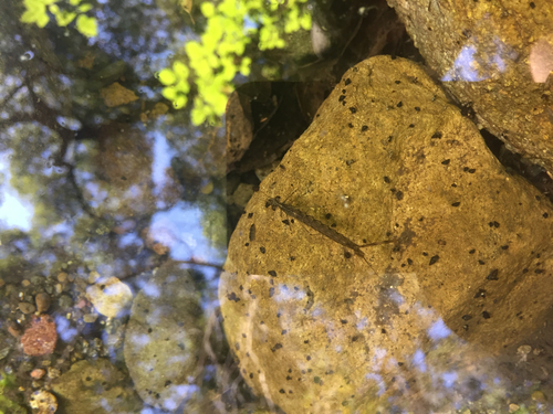 iNaturalist observation photo of Damselflies