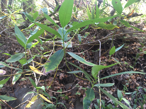 iNaturalist observation photo of California bay