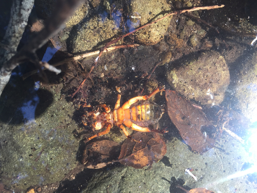 iNaturalist observation photo of North American Jerusalem Crickets