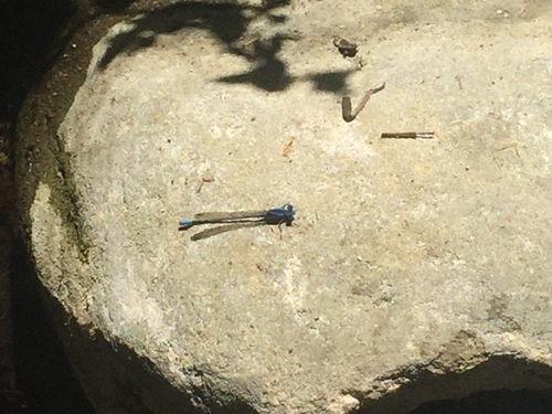iNaturalist observation photo of Dancers
