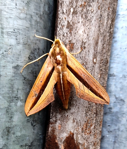 Brown-Banded Hunter Hawkmoth