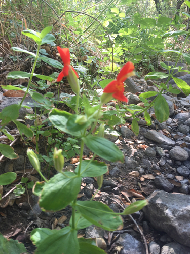 iNaturalist observation photo of scarlet monkeyflower